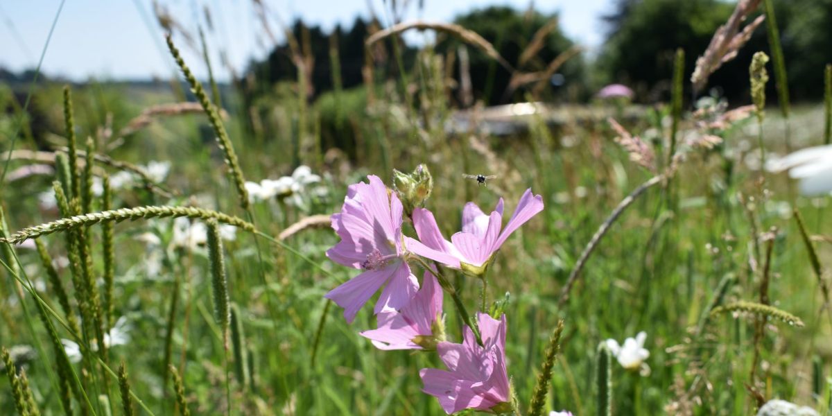 Sustainability | The Roost Luxury Glamping Forest of Dean