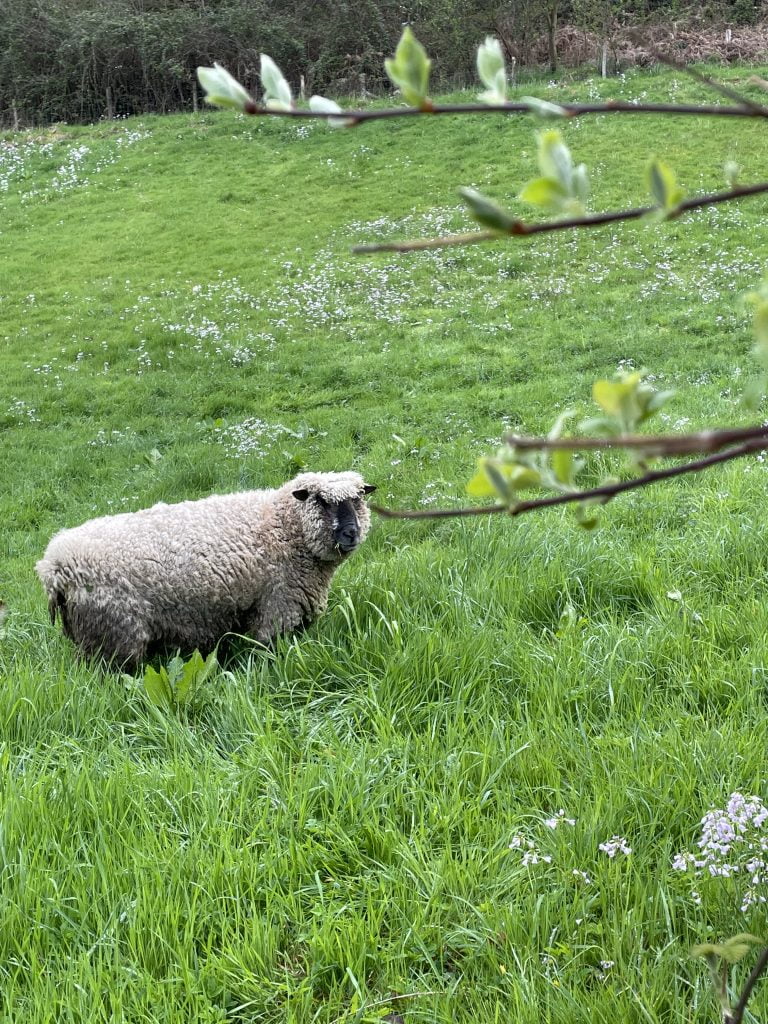 grazing Shropshires