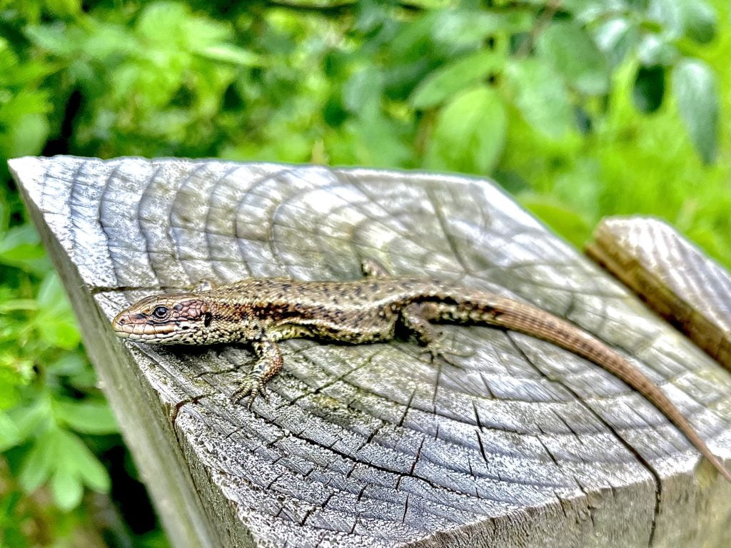 native lizard