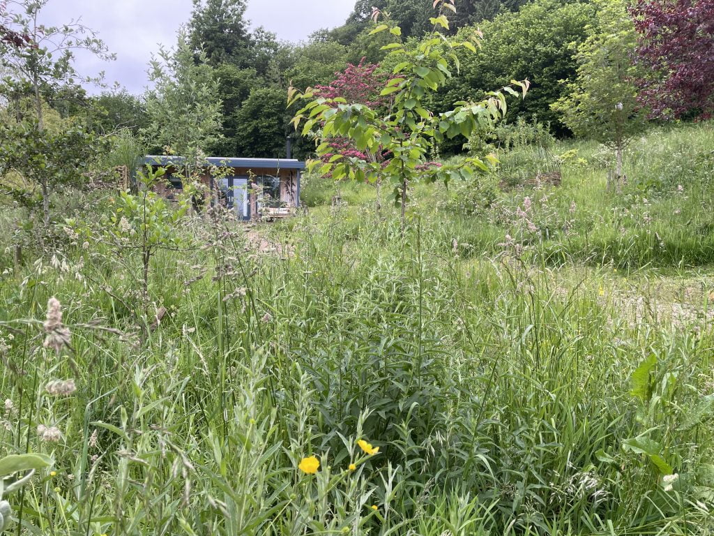 Meadow Grasses