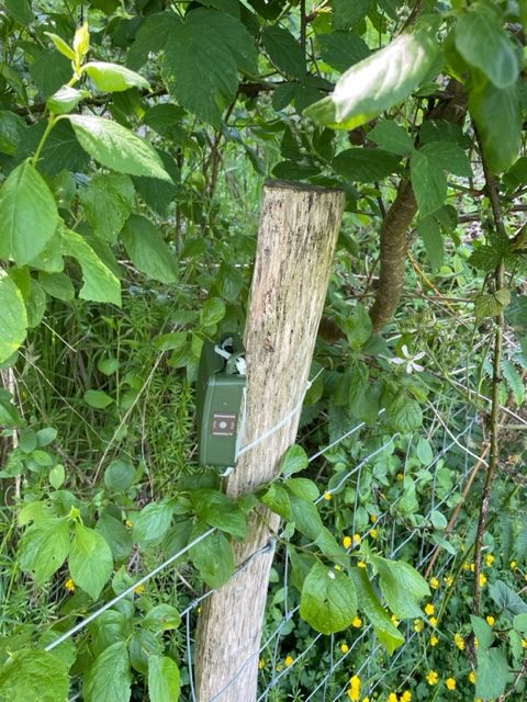 Bat sensor